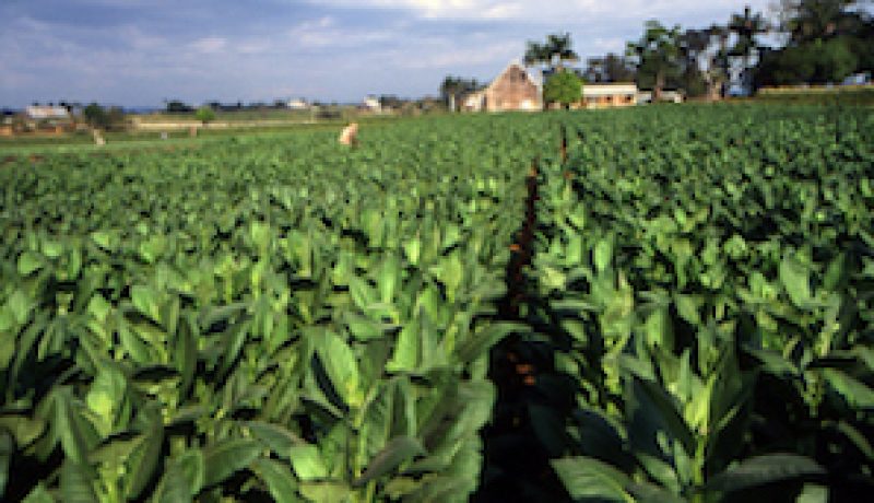 Top Tobacco Picks for 2017